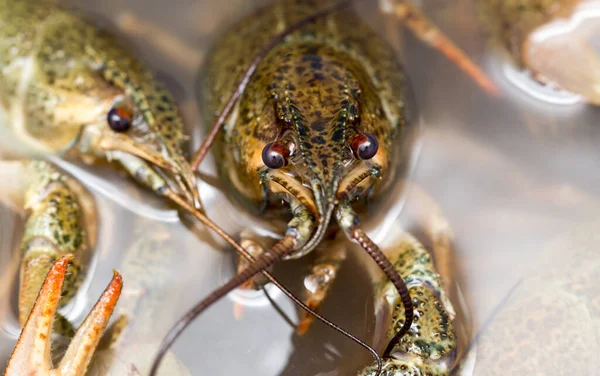 Arka plan olarak suda yaşayan kerevit .