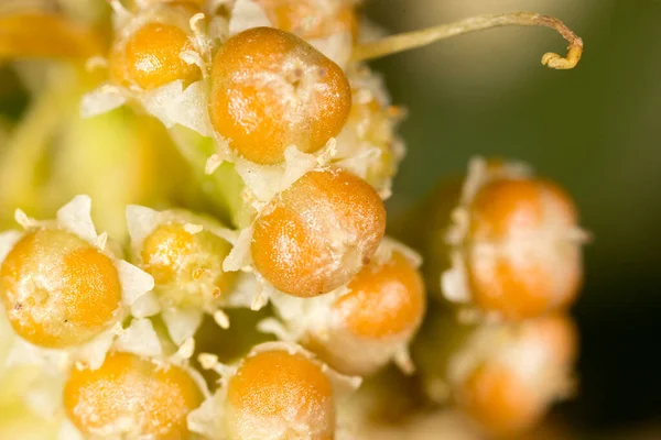 Seeds Yellow Plant Parasite Park Nature — Stock Photo, Image