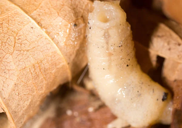 Larvas Blancas Naturaleza Macro Parque Naturaleza —  Fotos de Stock