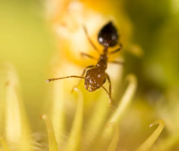 Ameise Der Natur Makro Park Der Natur — Stockfoto