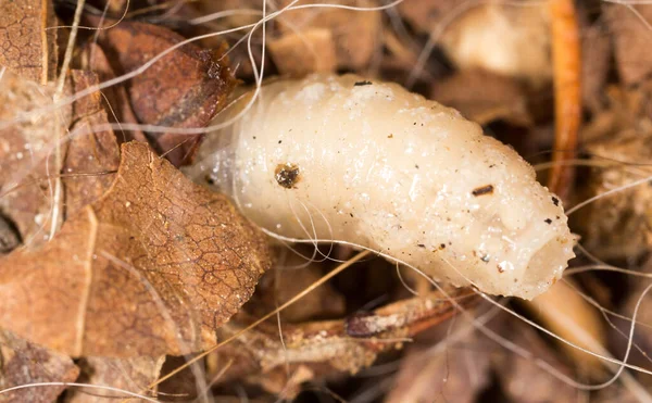 Larvas Brancas Natureza Macro Parque Natureza — Fotografia de Stock