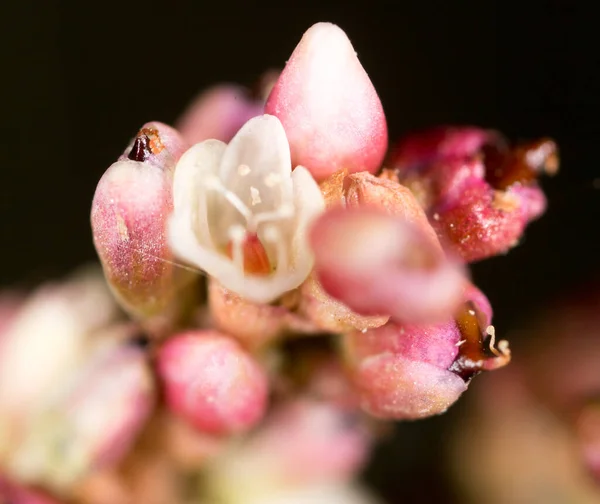 Маленький Цветок Природе Macro Парке Природе — стоковое фото