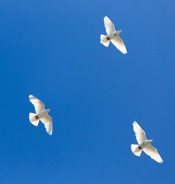 Flock Pigeons Blue Sky Park Nature — Stock Photo, Image