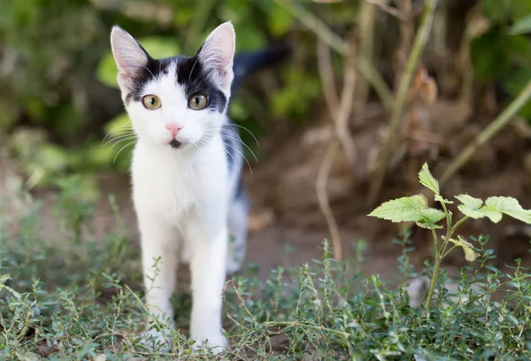 Doğada Güzel Bir Kedi Yavrusu Doğadaki Parkta — Stok fotoğraf