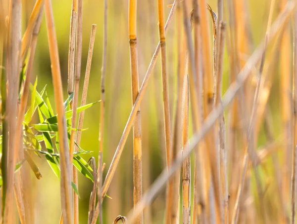 Bulrush Zewnątrz Jesienią Parku Przyrodzie — Zdjęcie stockowe