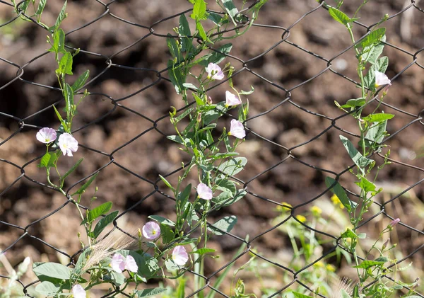 自然の中でフェンスの上の花 — ストック写真