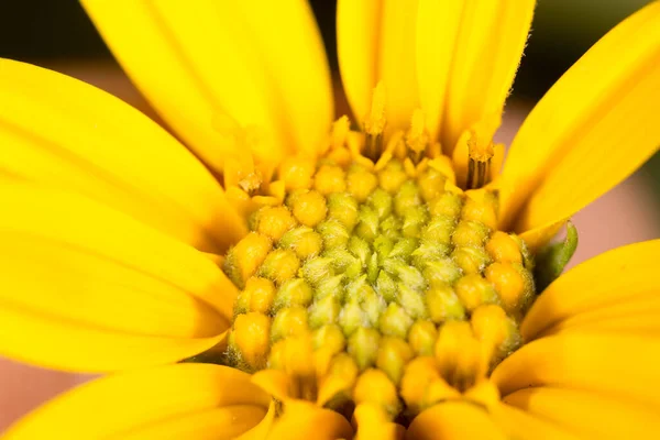 Sárga Virág Természetben Parkban Természetben — Stock Fotó
