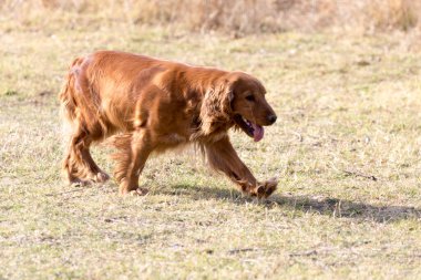 Kırmızı köpek doğada. Doğadaki parkta.