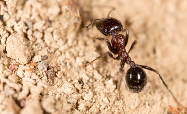 Doğadaki karınca. Makro. Doğadaki parkta.