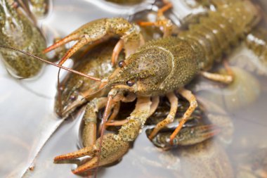 Arka plan olarak suda yaşayan kerevit .