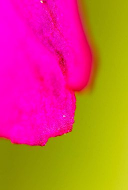 Doğadaki kırmızı çiçek. Makro. Doğadaki parkta.