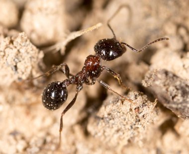 Doğadaki karınca. Makro. Doğadaki parkta.