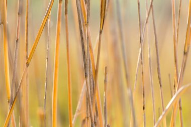 Sonbaharda açık havada. Doğadaki parkta.