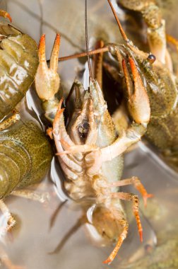 Arka plan olarak suda yaşayan kerevit .