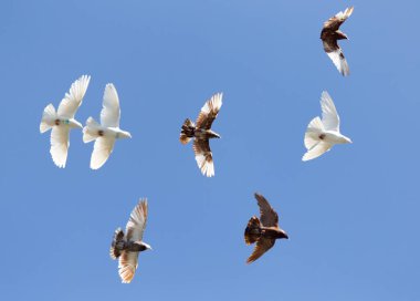 Mavi gökyüzündeki güvercin sürüsü. Doğadaki parkta.