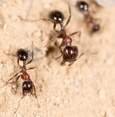 Doğadaki karınca. Makro. Doğadaki parkta.