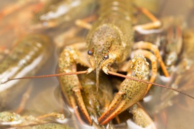 Arka plan olarak suda yaşayan kerevit .