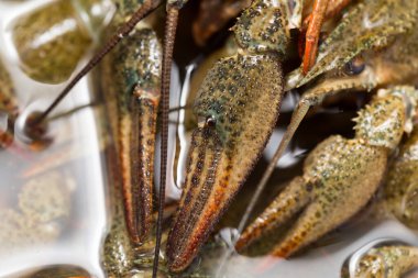 Pençe yaşayan kanser. Makro. Doğadaki parkta.