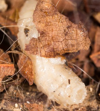 Doğada beyaz kurtçuklar. Makro. Doğadaki parkta.