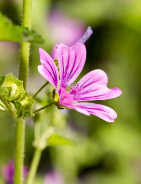 Doğada güzel mor bir çiçek. Doğadaki parkta.