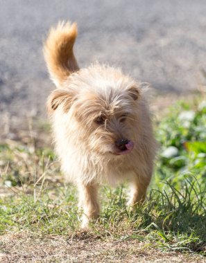 Doğa yürüyüşü. Doğadaki parkta.