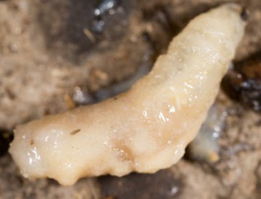 Doğada beyaz kurtçuklar. Makro. Doğadaki parkta.