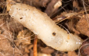Doğada beyaz kurtçuklar. Makro. Doğadaki parkta.