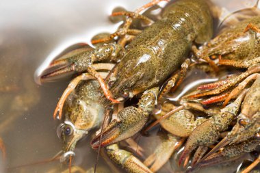 Arka plan olarak suda yaşayan kerevit .