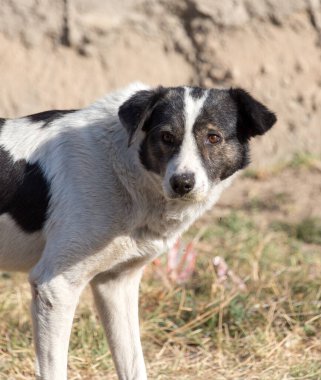 Doğa yürüyüşü. Doğadaki parkta.