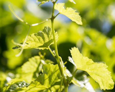 Doğada taze üzümler. Doğadaki parkta.