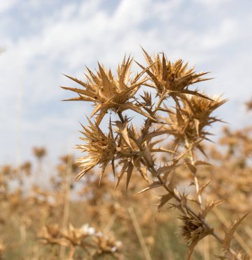 Gökyüzüne karşı kuru dikenli çimenler. Doğadaki parkta.