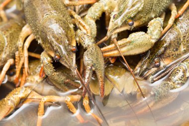 Arka plan olarak suda yaşayan kerevit .