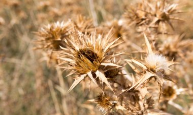 Kuru, dikenli çimenler. Doğadaki parkta.