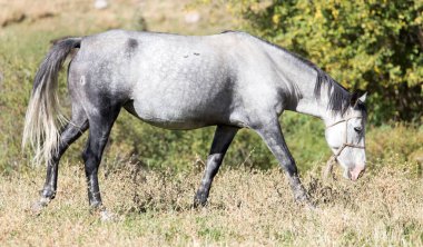 Sonbaharda otlakta bir at .