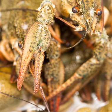 Arka plan olarak suda yaşayan kerevit .