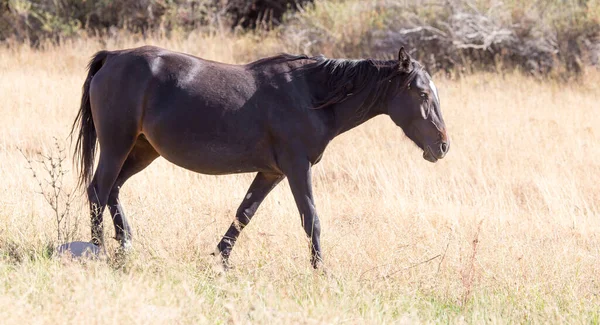 Caballo Pasto Otoño — Foto de Stock