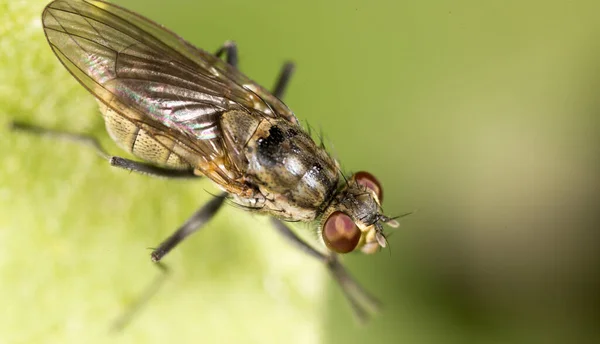 Fliegen Der Natur Makro Park Der Natur — Stockfoto