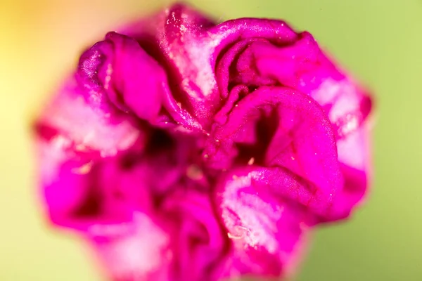 Vörös Virág Természetben Makró Parkban Természetben — Stock Fotó
