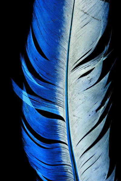 Pluma Azul Sobre Fondo Negro Foto Una Textura Abstracta —  Fotos de Stock