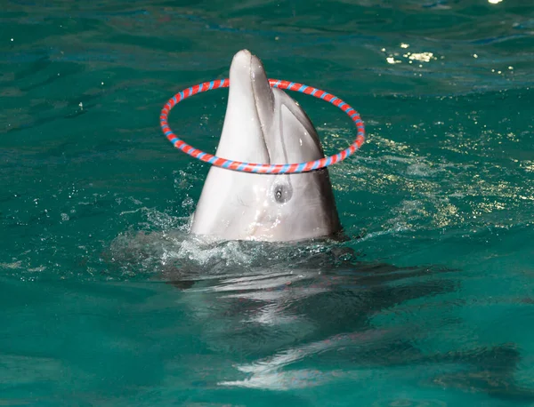 Дельфін Басейні Парку Природі — стокове фото