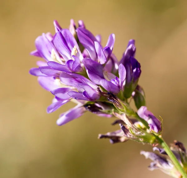 Μπλε Λουλούδι Στη Φύση Στο Πάρκο Στη Φύση — Φωτογραφία Αρχείου