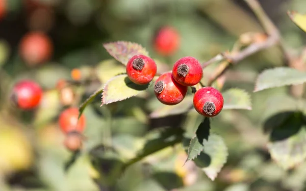 Églantier Rouge Dans Nature Dans Parc Dans Nature — Photo