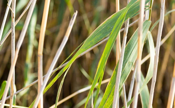 Bulrush Zewnątrz Jesienią Parku Przyrodzie — Zdjęcie stockowe