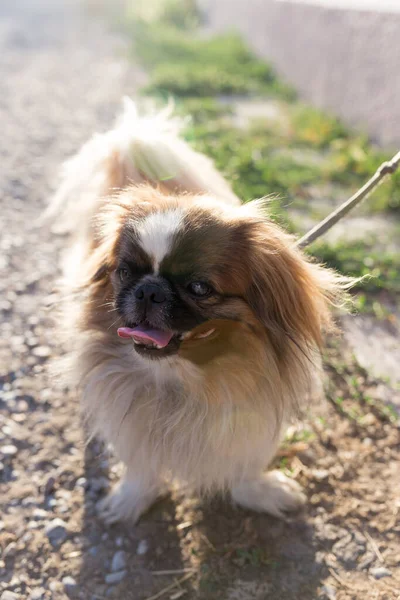 Chien Sur Nature Dans Parc Dans Nature — Photo