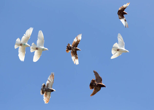 flock of pigeons on blue sky . In the park in nature