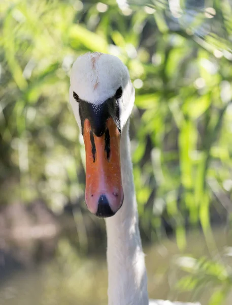 Bílá Labuť Zoo Parku Přírodě — Stock fotografie