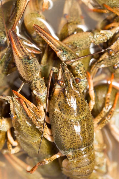 Crayfish Hidup Dalam Air Sebagai Latar Belakang — Stok Foto