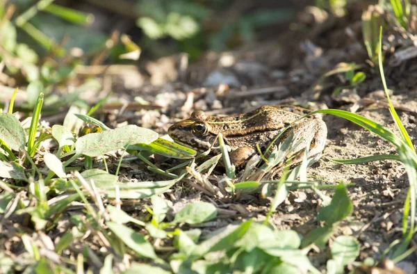 Frø Naturen Parken Naturen - Stock-foto