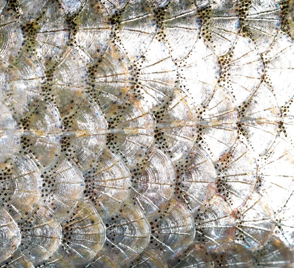 Scales Fish Background Photo Abstract Texture — Stock Photo, Image