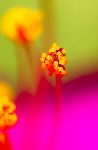 Pólen Flor Macro Parque Natureza — Fotografia de Stock